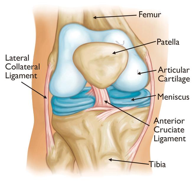knee replacement surgery cost FixBones